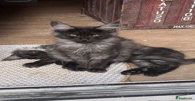 Maine Coon cats - Advert 4