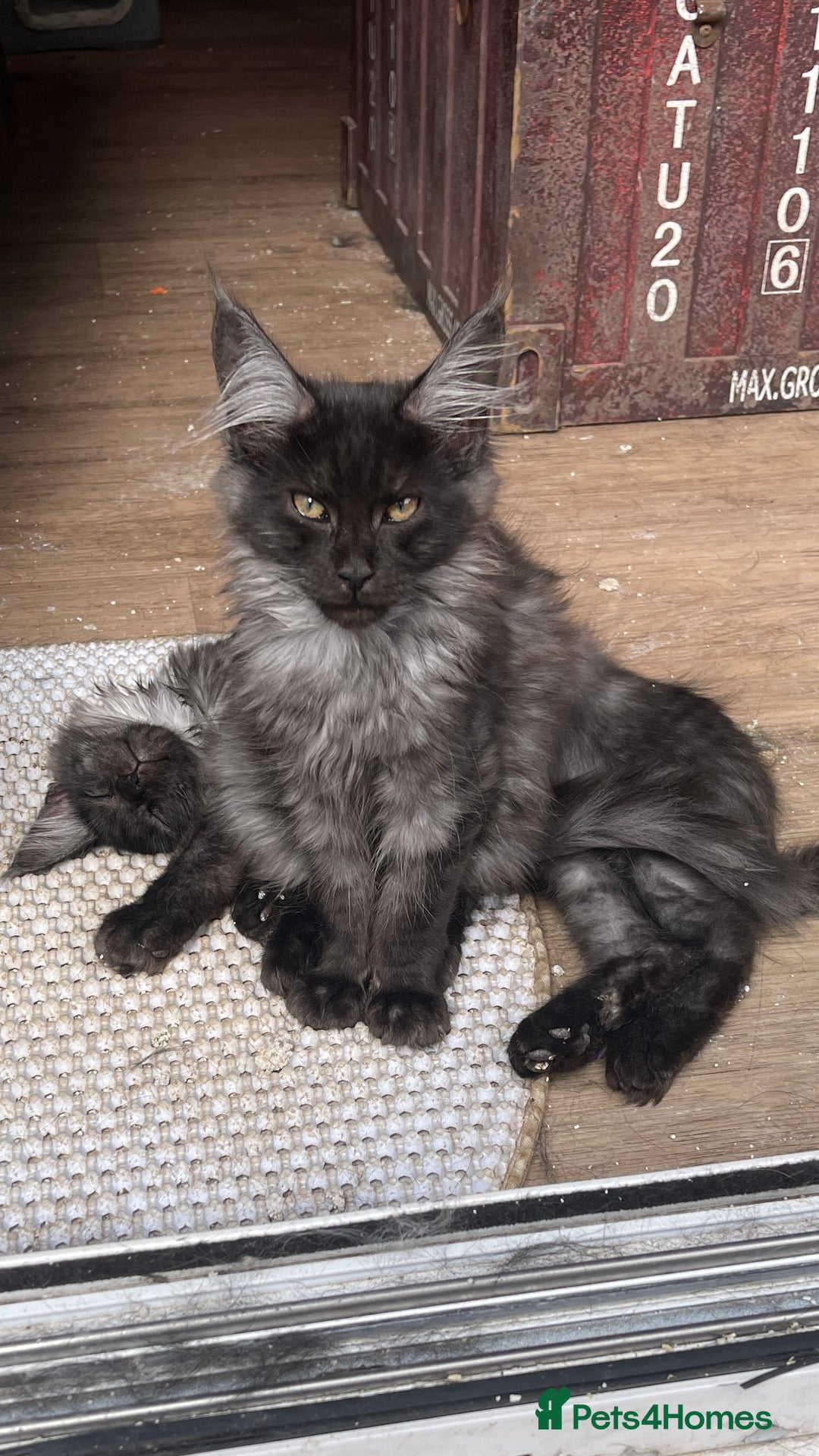 Maine Coon cats for sale: Pure Pedigree Maine Coon kittens | Black Smoke | - Image 2
