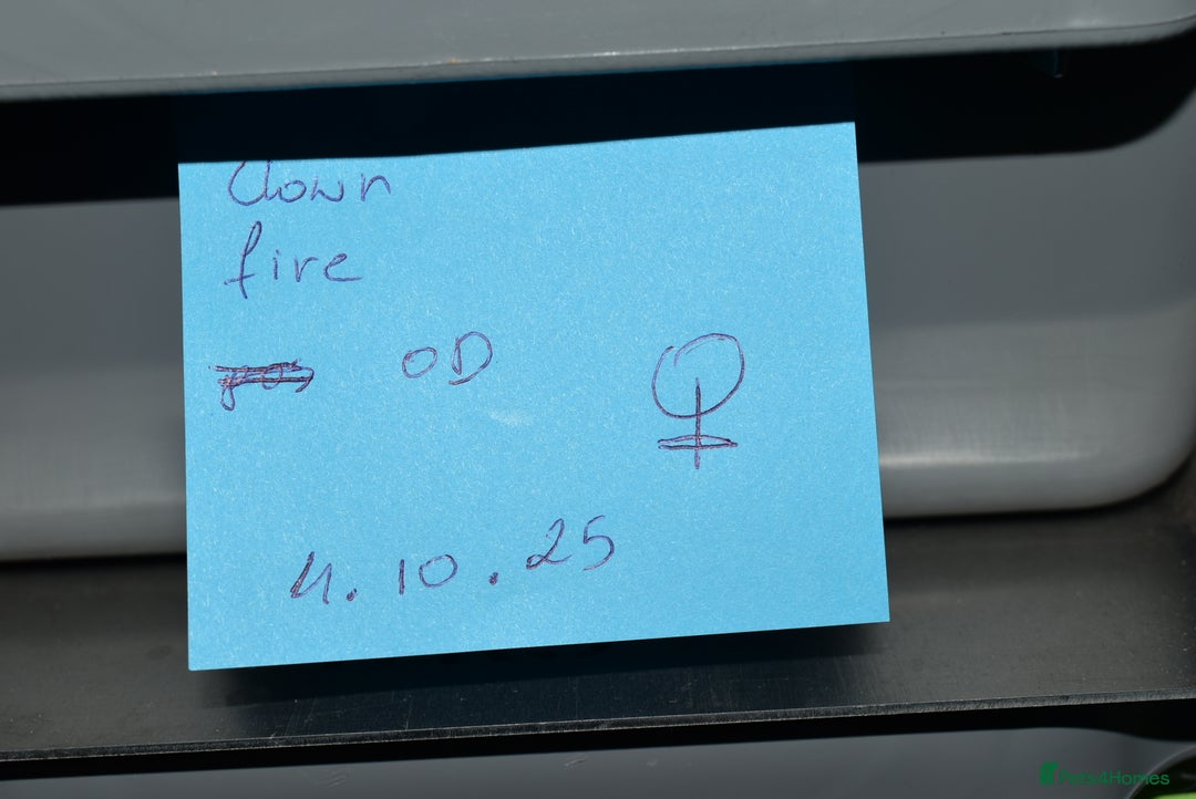 Python Snake reptiles for sale: Amazing baby ball pythons - Advert 37