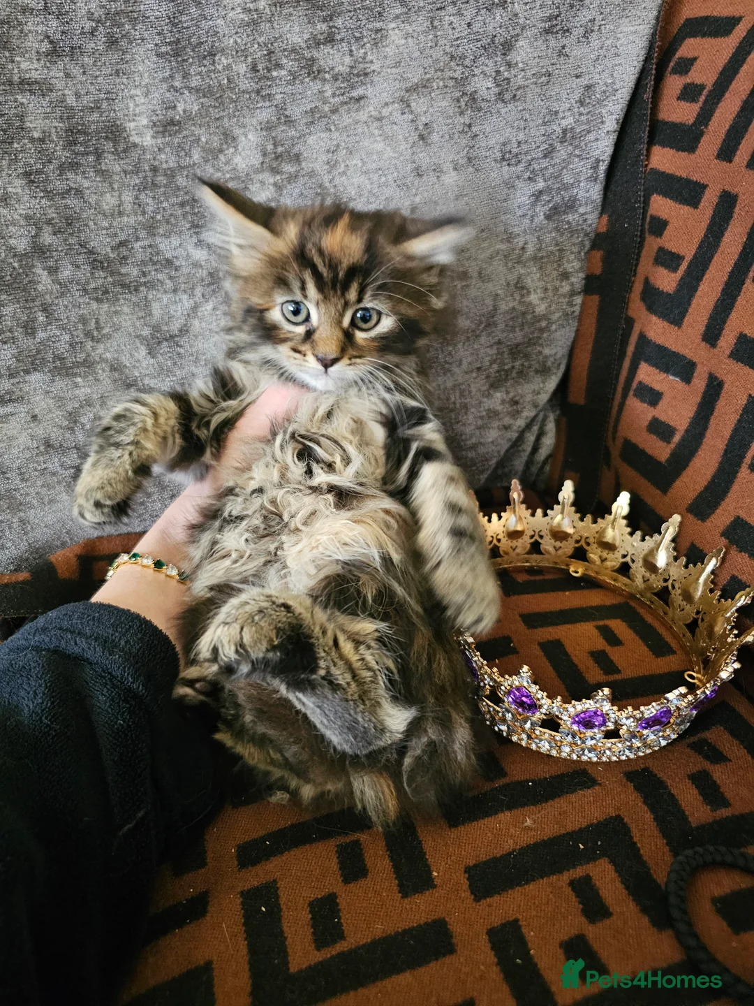 Maine Coon cats for sale:  Beautiful Siberian x Maine Coon Kittens Available - Advert 23