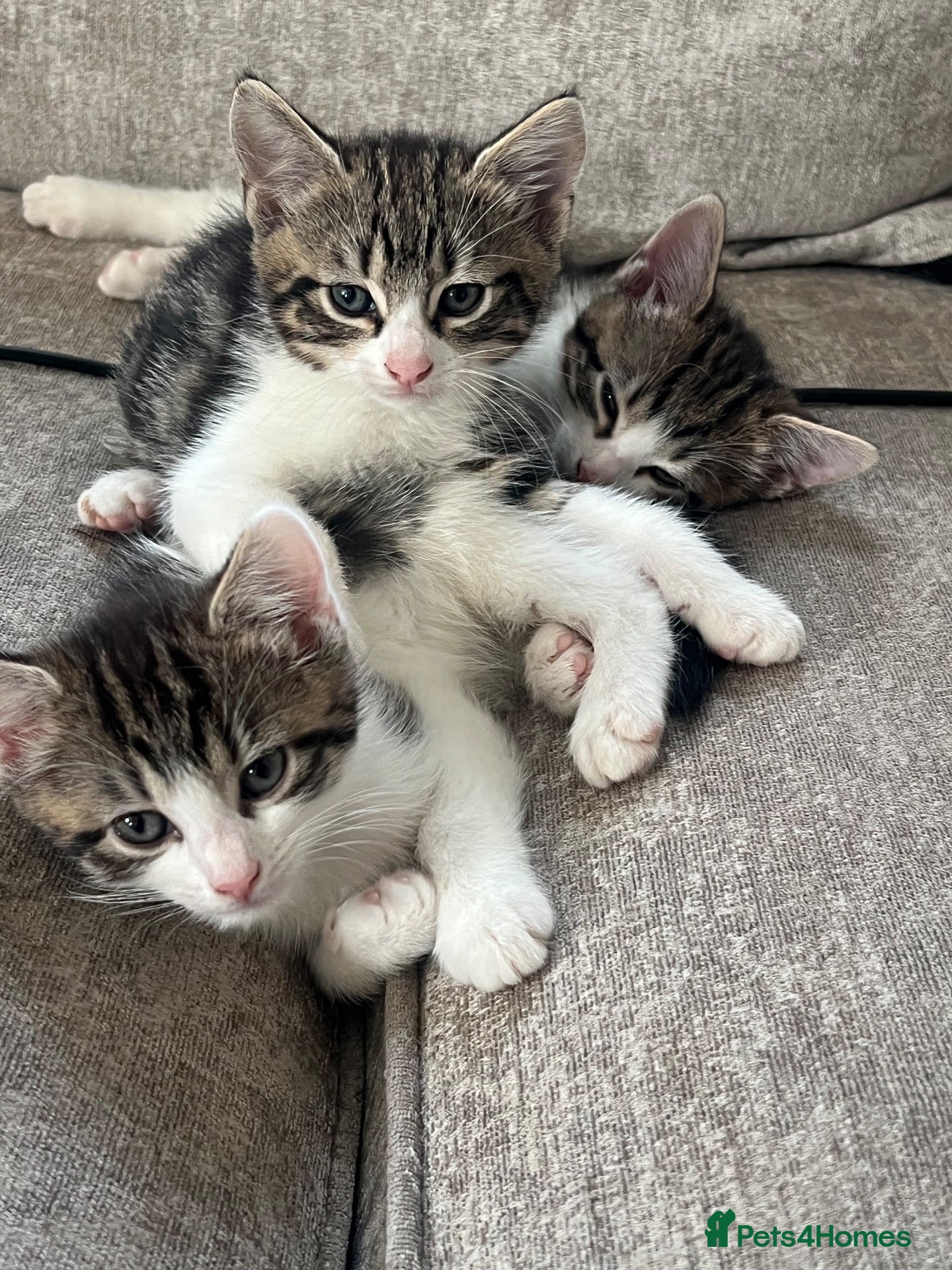 Domestic Shorthair cats Domestic shorthair tabby kittens  - Advert 2