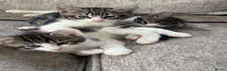 Domestic Shorthair cats for sale: Domestic shorthair tabby kittens  - Advert 1