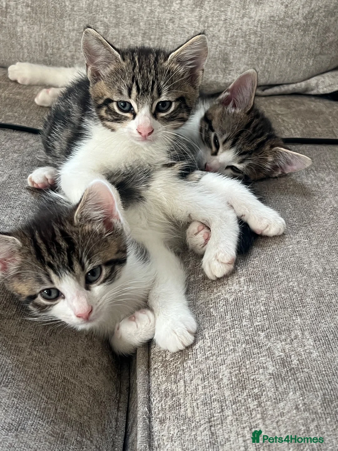 Domestic Shorthair cats for sale: Domestic shorthair tabby kittens  - Advert 1