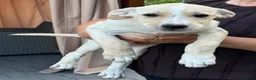 Mixed Breed dogs for adoption: AZALEA– The Little Lap Dog Who May Not Stay Little - Advert 11