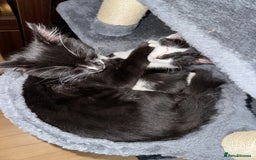 British Longhair cats for sale: A beautiful longhair couple  - Image 6