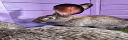 Continental Giant rabbits for sale: 5 giant continental bucks  - Advert 22