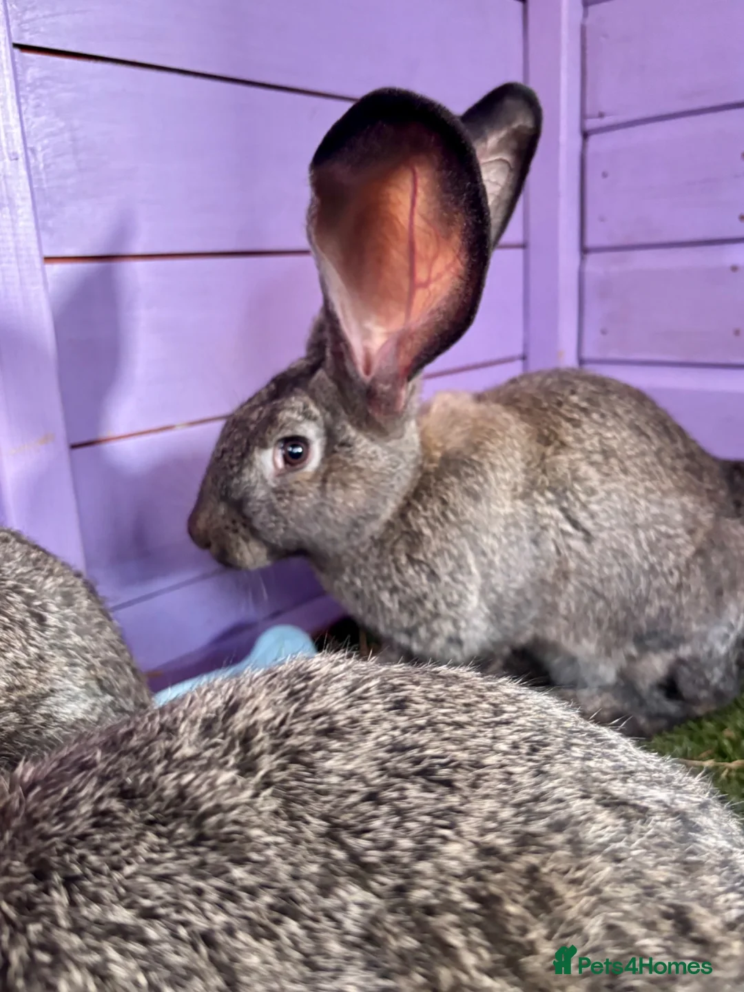 Continental Giant rabbits for sale: 5 giant continental bucks  - Advert 22
