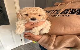 Poochon dogs for sale: Poochon Puppies  - Image 9
