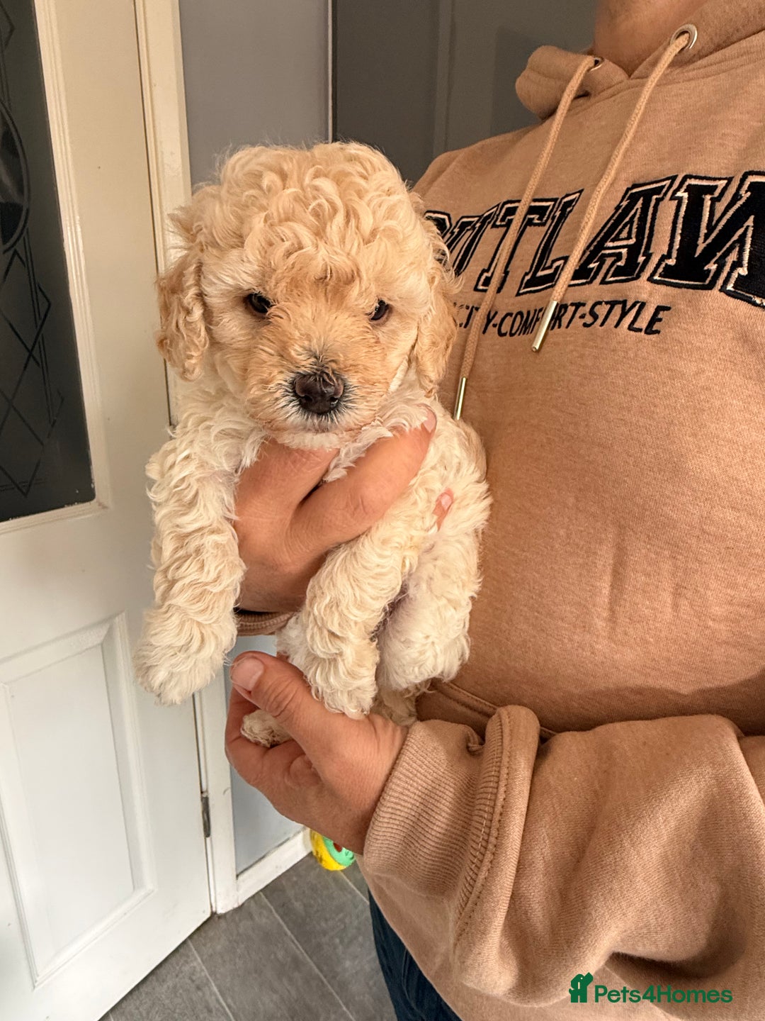 Poochon dogs for sale: Poochon Puppies  - Image 9