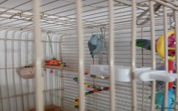 Parrots birds for sale: Bonding pair of parrotlets and conures  - Image 9