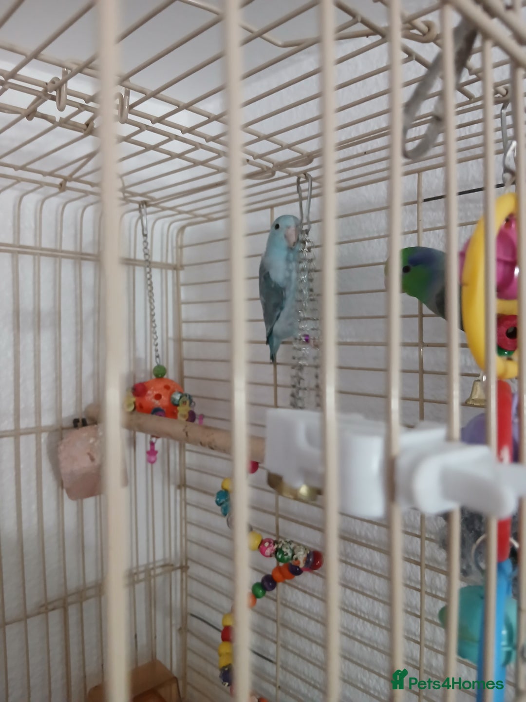 Parrots birds for sale: Bonding pair of parrotlets and conures  - Image 9
