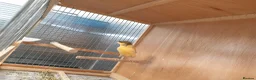 Canaries birds for sale: Canaries for sale  - Advert 5