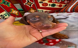 Dachshund dogs for sale: Adorable short Haired Dachshunds Puppies - Image 6