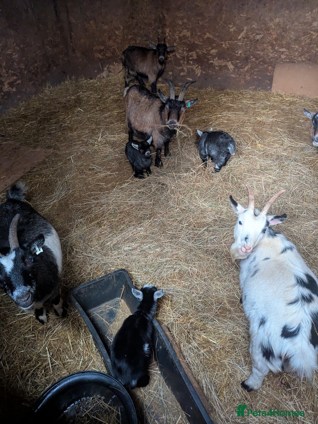 Goats livestock for sale: Nigerian Pygmy Goats for sale x 10 - Advert 1