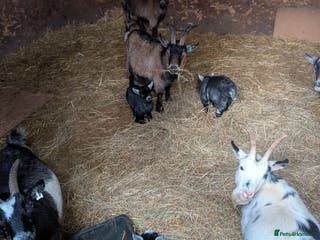 Goats livestock Nigerian Pygmy Goats for sale x 10 - Advert 1