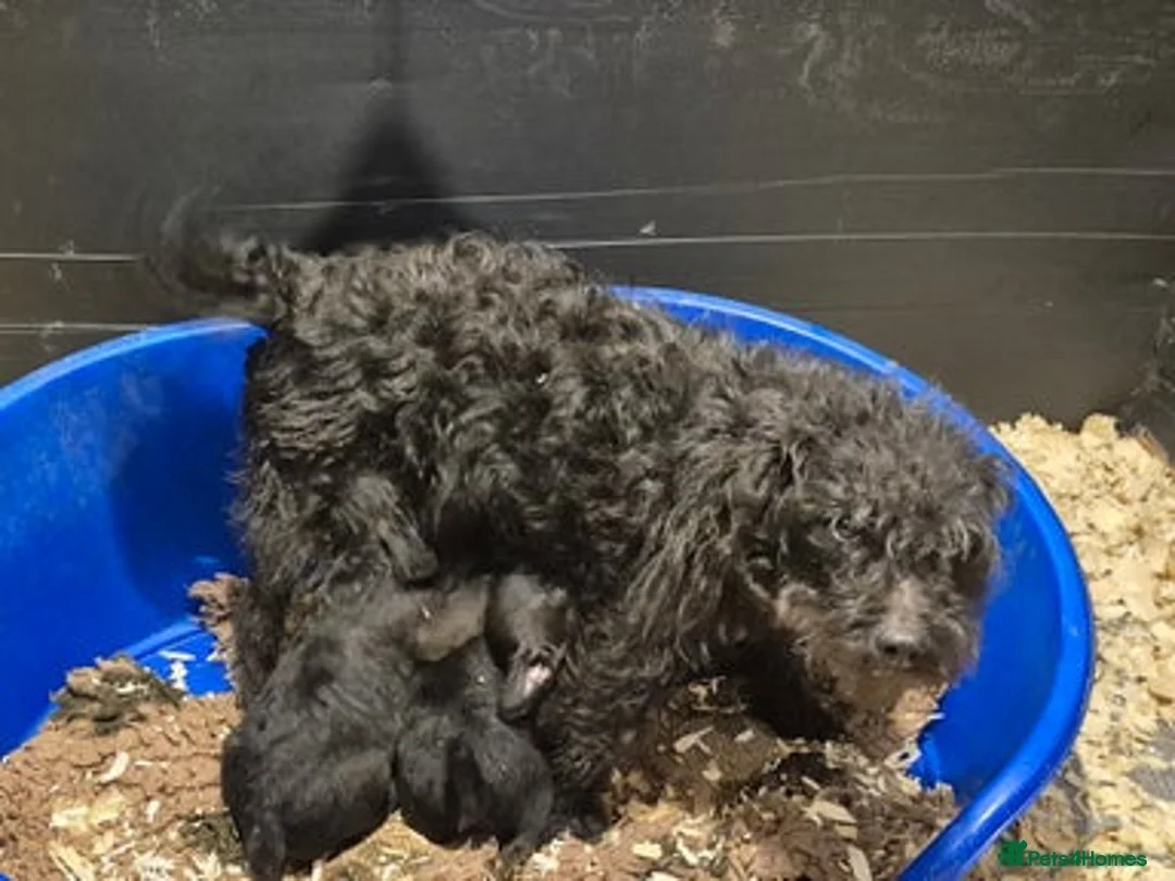 Patterdale Terrier dogs for sale: Patterdale terrier for sale  - Advert 6