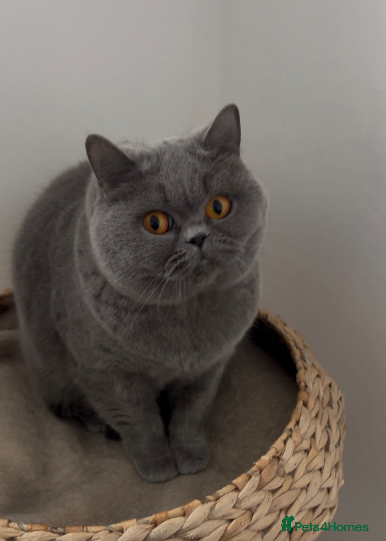 British Shorthair cats British Shorthair female cat  - Advert 1