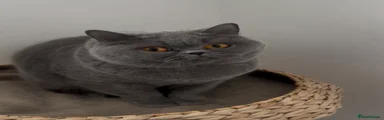 Lulu British Shorthair