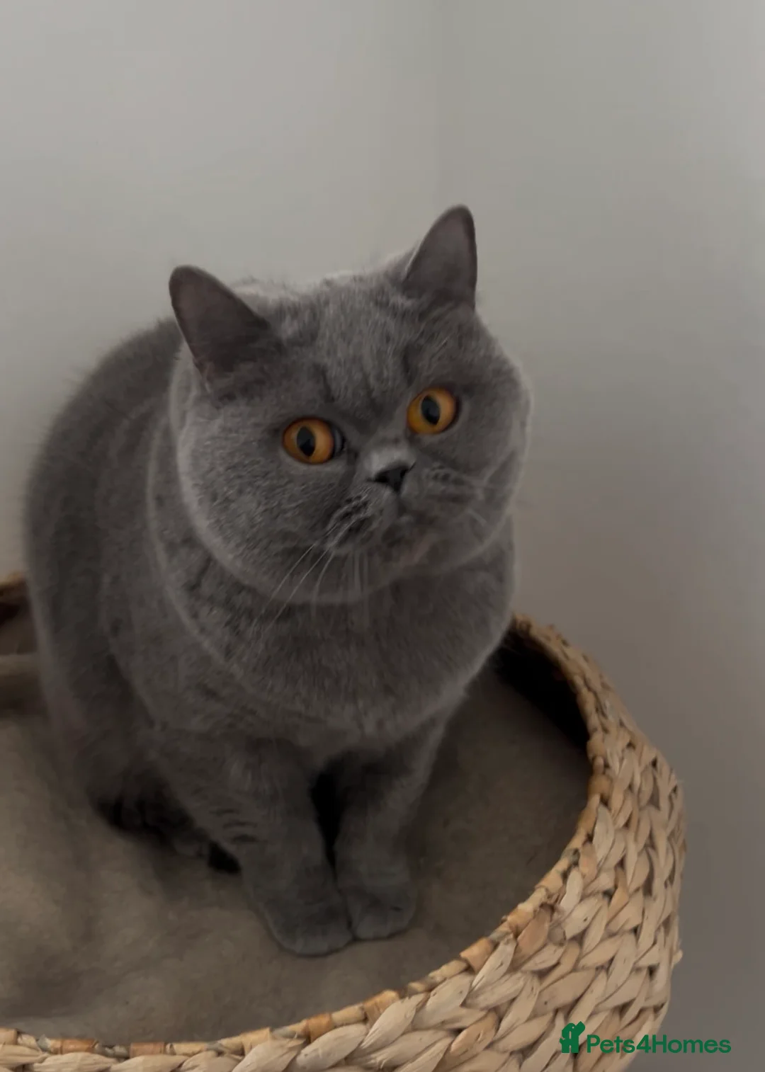 British Shorthair cats for sale: British Shorthair female cat  - Advert 1