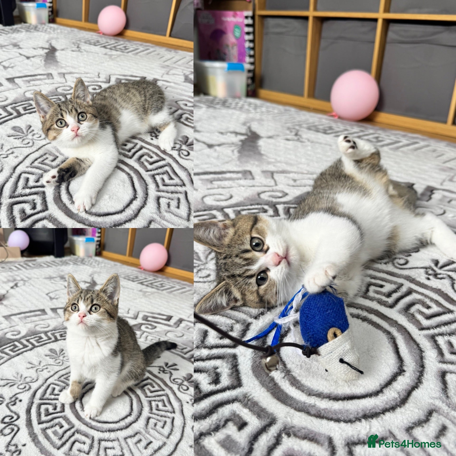 British Shorthair cats Reduced! Last British Shorthair tabby boy 😻 - Advert 4