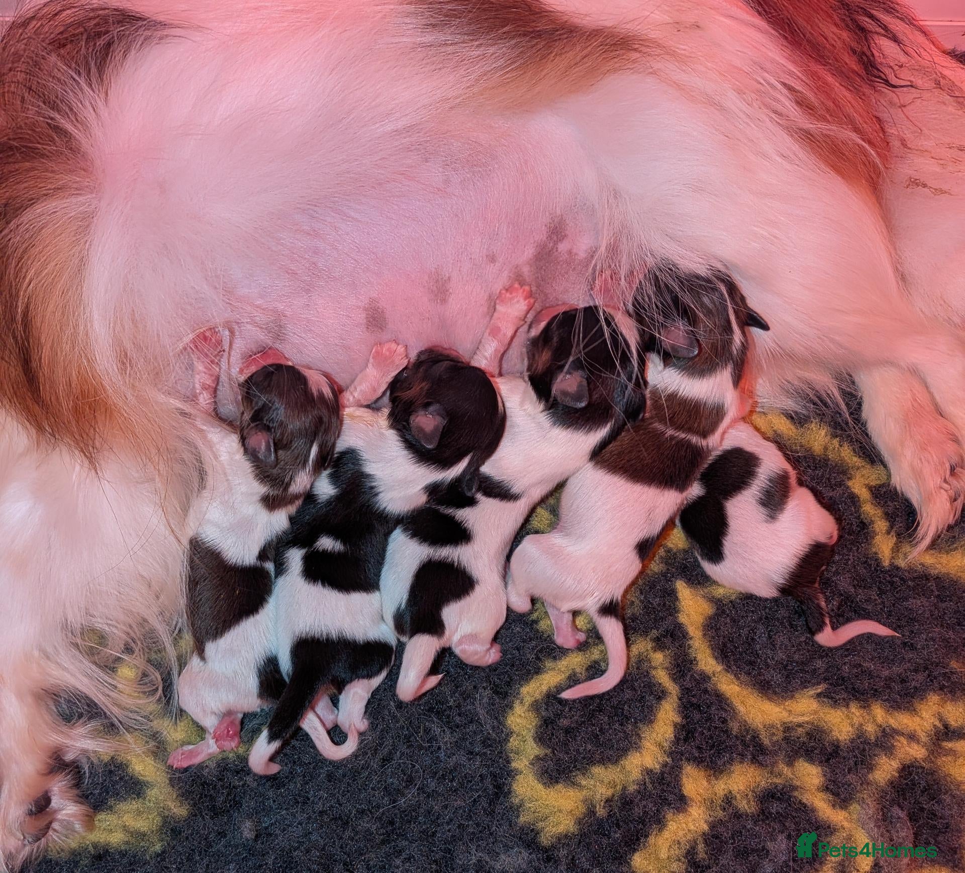 Papillon dogs Quality, well bred Papillon puppies available  - Advert 7