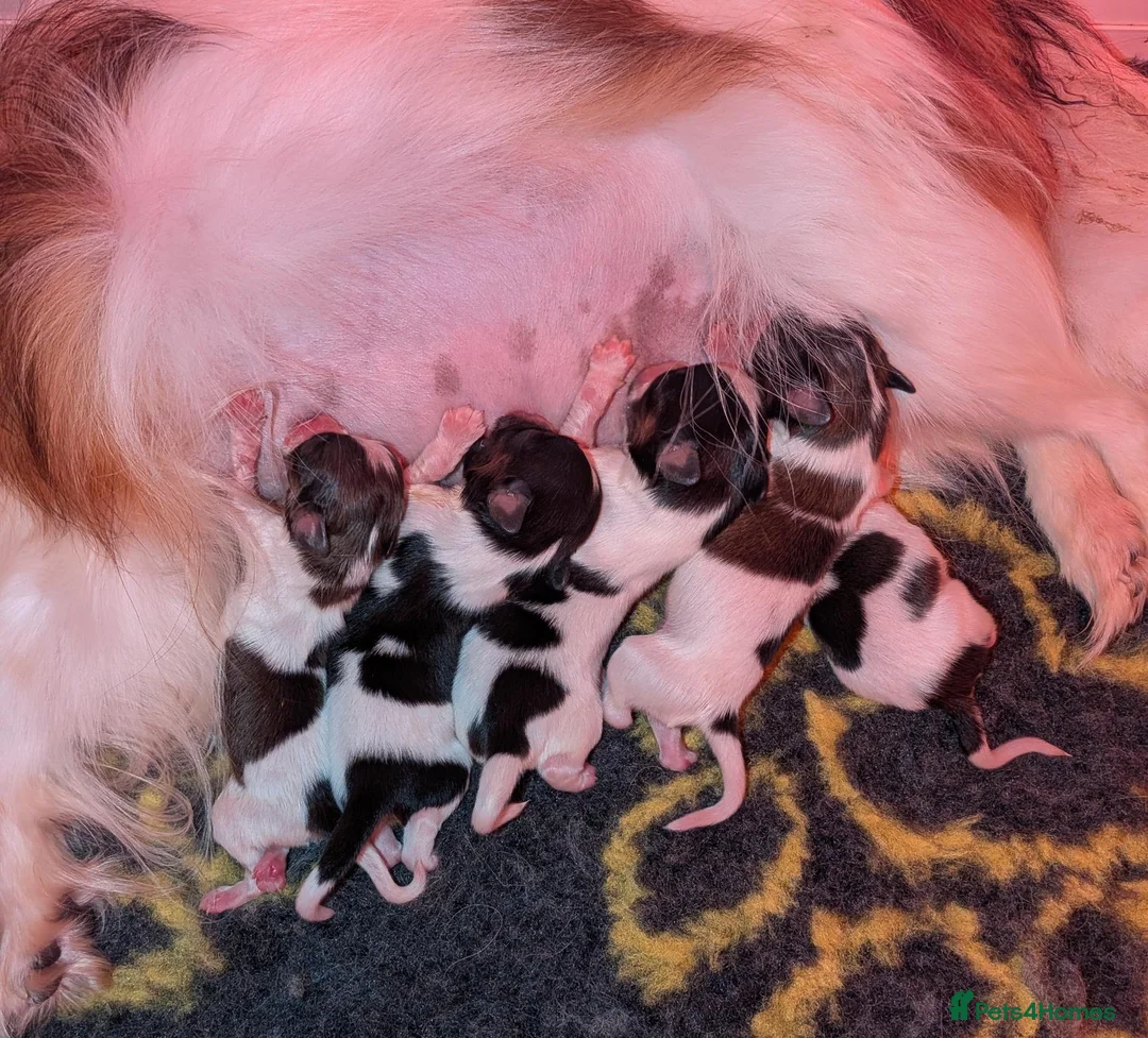 Papillon dogs for sale: Quality, well bred Papillon puppies available  - Advert 1