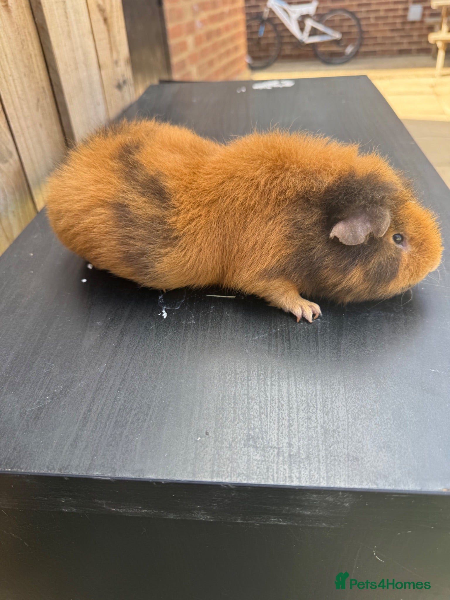 Guinea Pig rodents Guniea pigs  - Advert 2