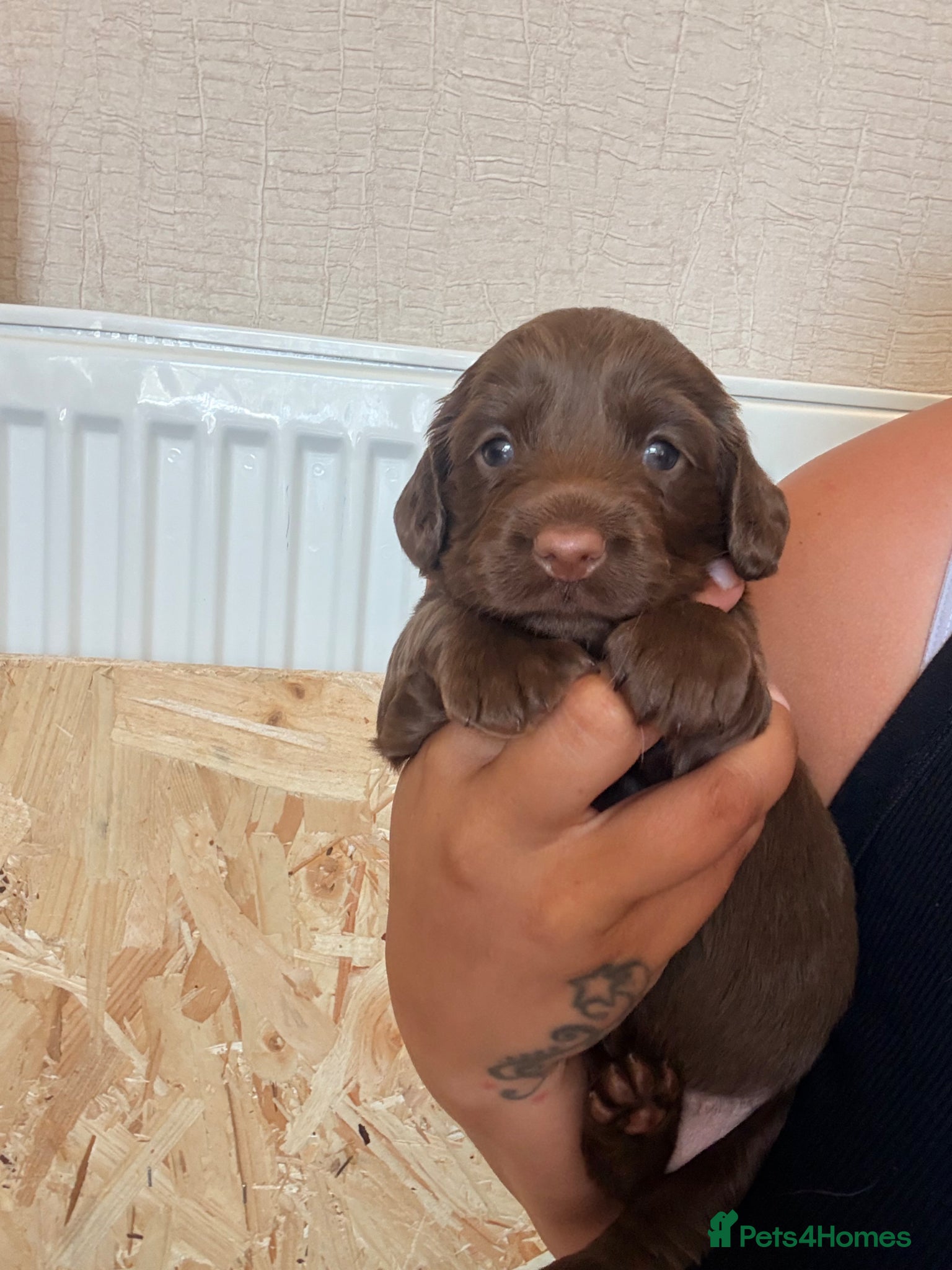 Mixed Breed dogs 3 Beautiful Chocolate and White Pups - Advert 1