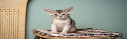 Abyssinian cats for sale: SILVER ABYSSINIAN-Winston-Rare and Exceptional  - Advert 23