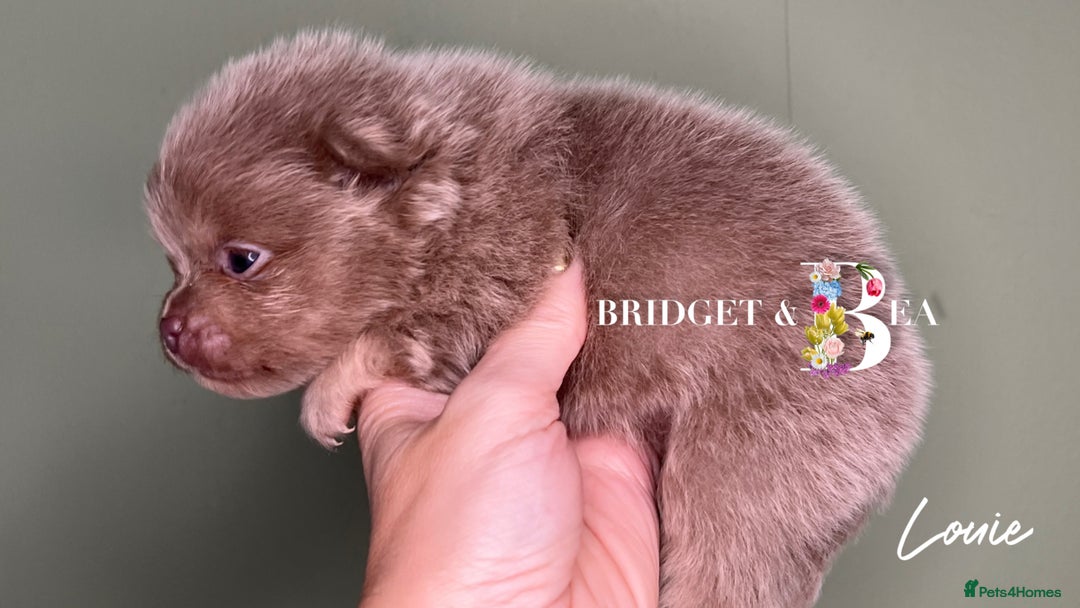 Pomeranian dogs for sale: 💛PUPPIES ARRIVED 💛 - Advert 19