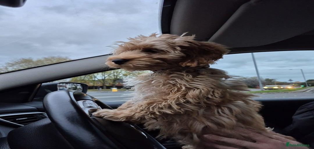 Gallery Image {{count}}