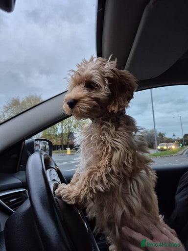 Gallery Image {{count}}