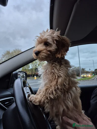 Gallery Image {{count}}