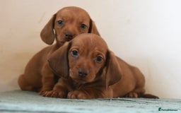 Miniature Dachshund dogs for sale: Mini smooth dachshunds  - Image 10