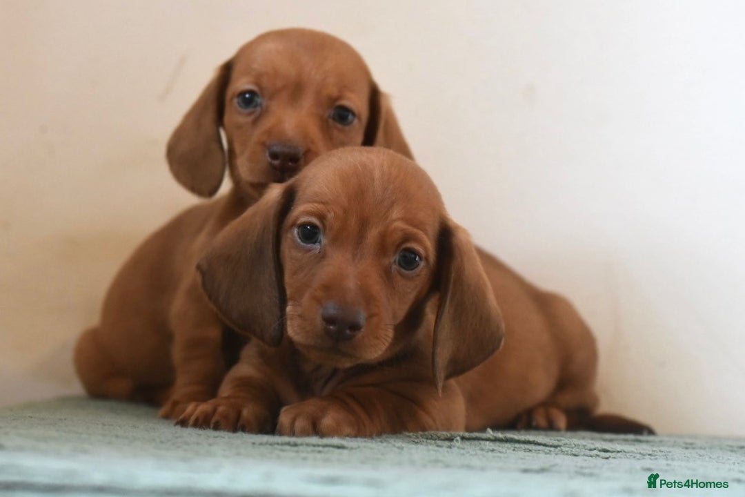 Miniature Dachshund dogs for sale: Mini smooth dachshunds  - Image 10