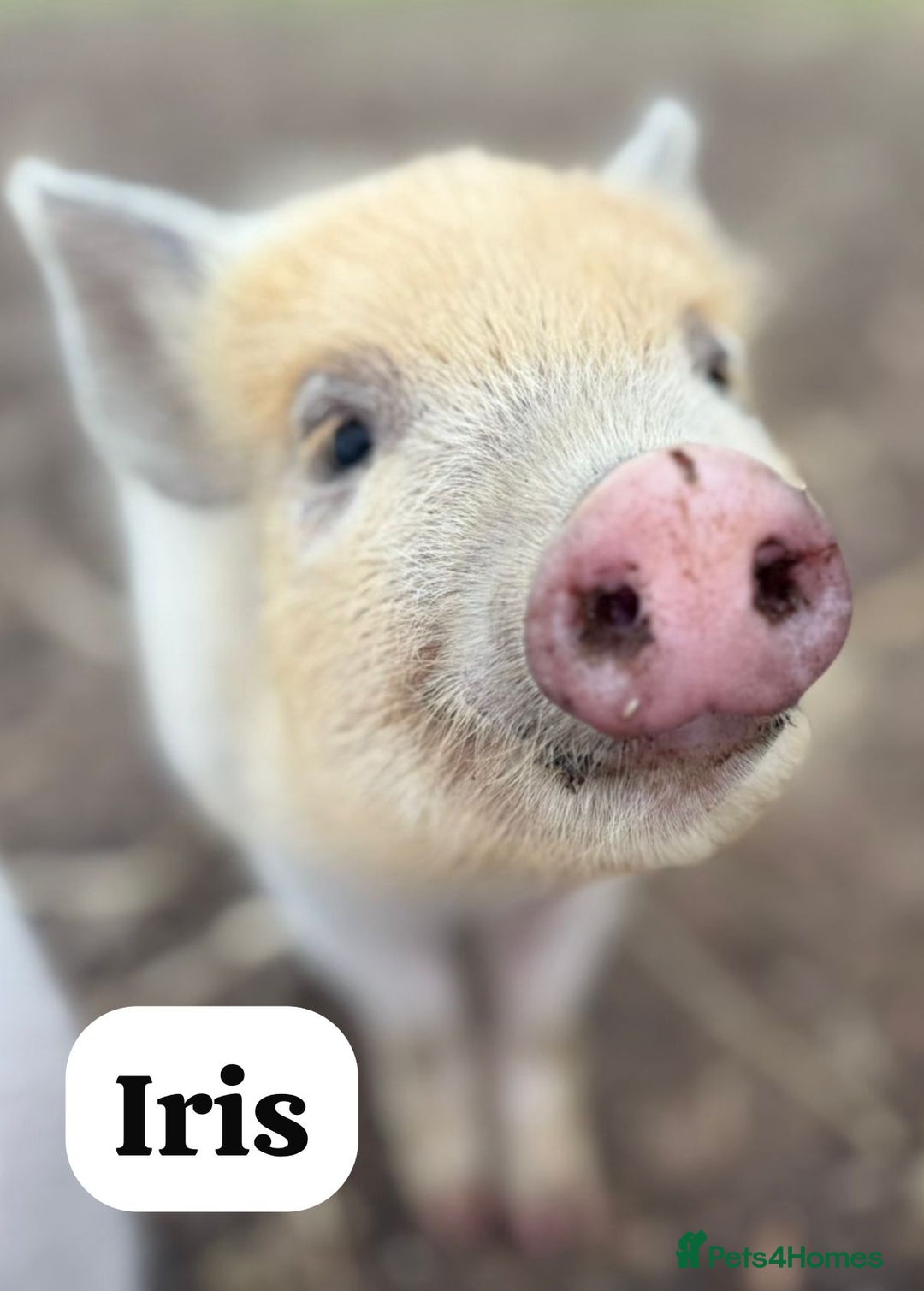 Pig livestock for sale: Just 2 Irresistible Mini Pigs left !  in Colchester - Image 2