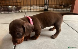Dachshund dogs for sale: READY TO GO Dachshund Puppies dapple+chocolate - Image 6