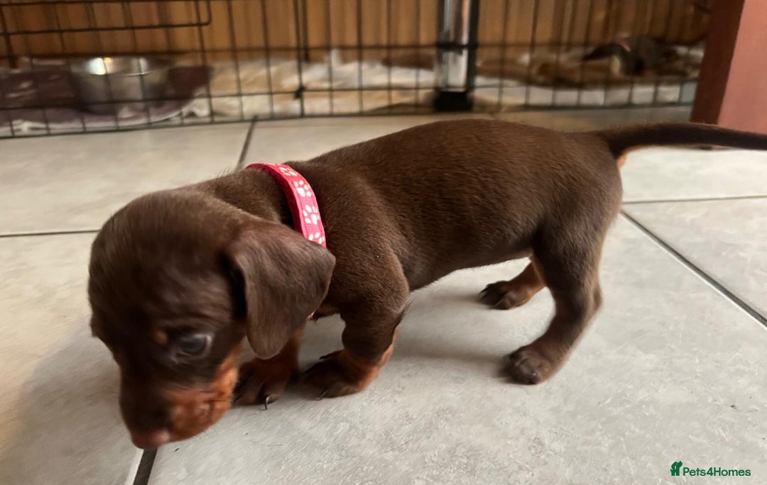 Dachshund dogs for sale: READY TO GO Dachshund Puppies dapple+chocolate - Image 6