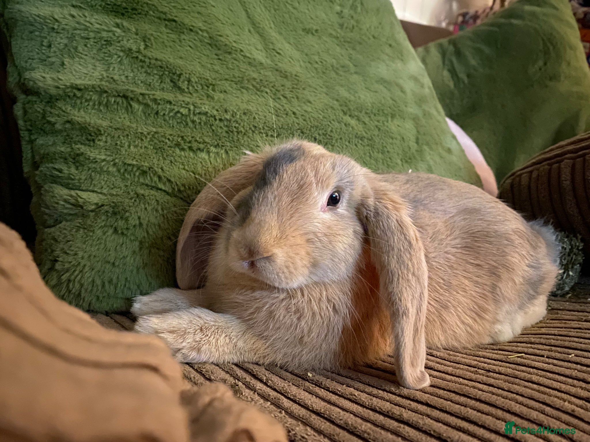 Mixed Breed rabbits Indoor house Rabbit bunny pet - Advert 1