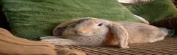 Mixed Breed rabbits for sale: Indoor house Rabbit bunny pet in Aylesbury - Advert 1