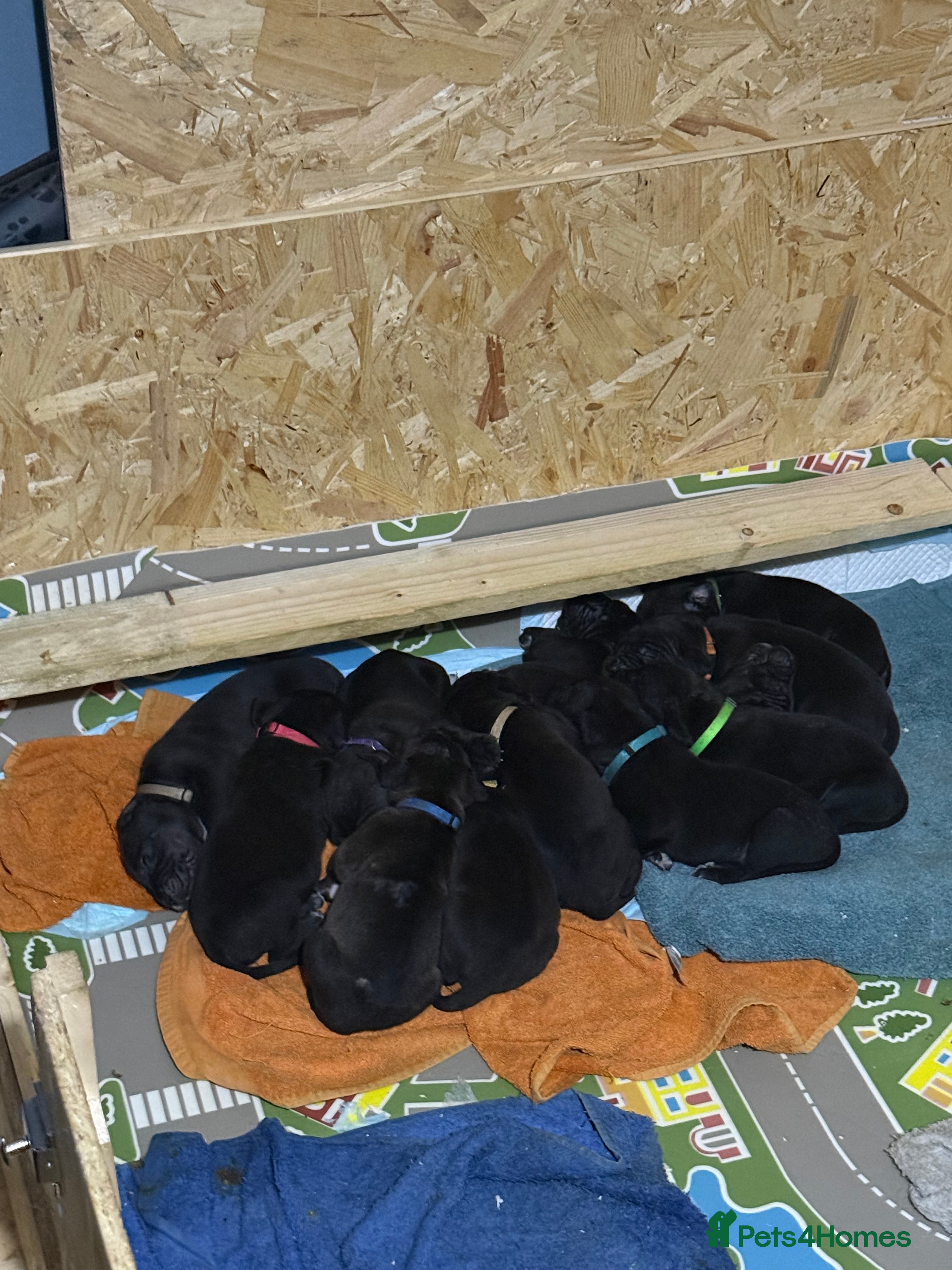 Mixed Breed dogs Cane corso cross puppies - Advert 3