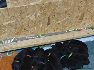 Mixed Breed dogs Cane corso cross puppies - Advert 1