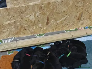 Mixed Breed dogs Cane corso cross puppies - Advert 17