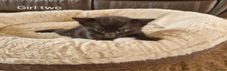 Domestic Shorthair cats for sale: Beautiful Domestic Shorthair Black Girl Kitten - Advert 8