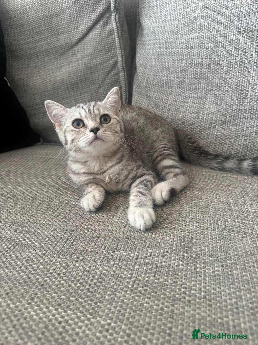 British Shorthair cats for sale: One GCCF BSH girl ready to leave  - Advert 2