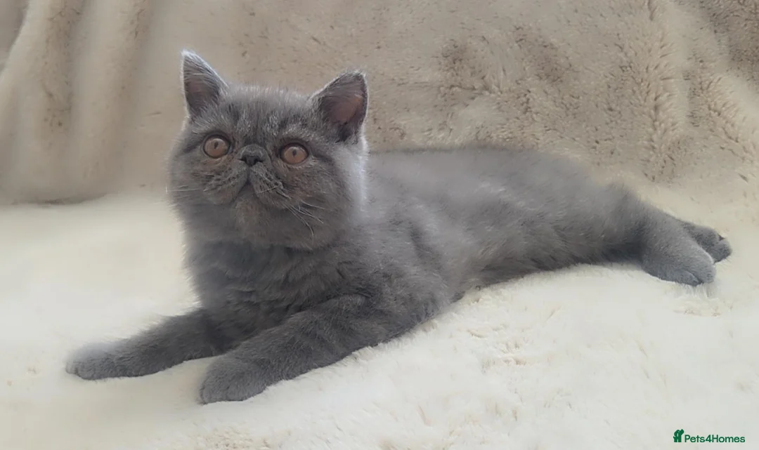 Exotic cats for sale: Blue Male Exotic Shorthair Kitten - Advert 1