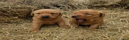 Labrador Retriever dogs for sale: Stunning Fox red labrador puppies READY NOW - Advert 6