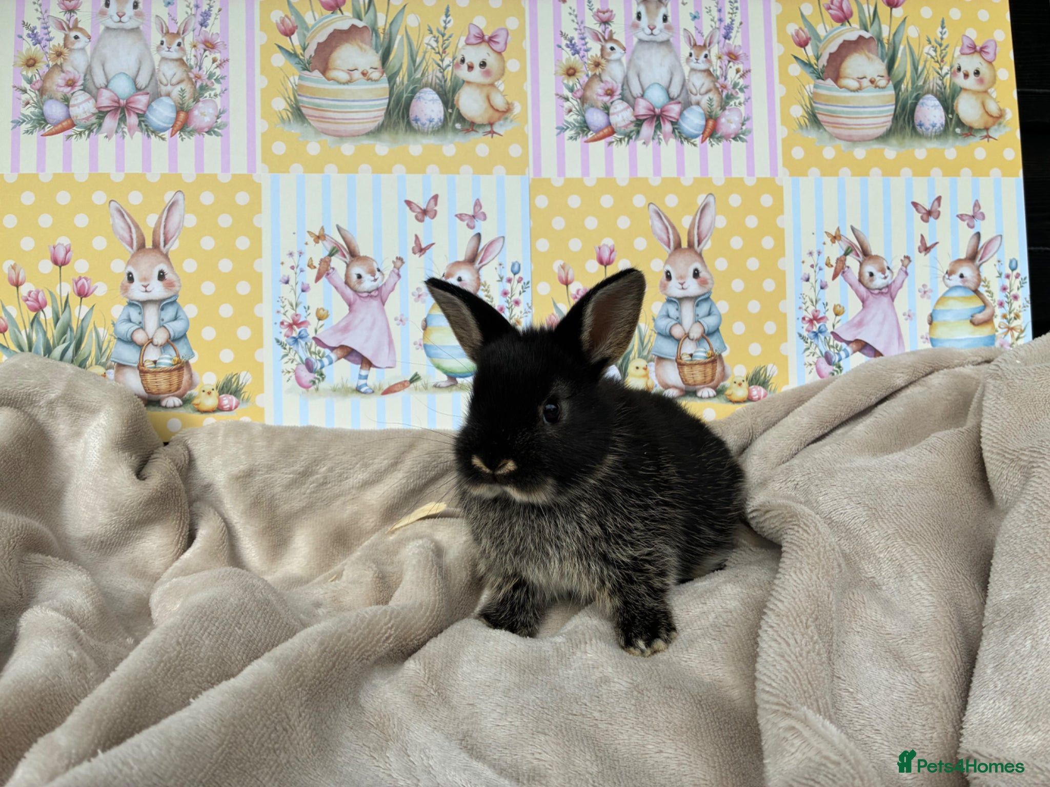 Netherland Dwarf rabbits Neverland babies 💗💙 - Advert 5