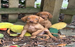 Hungarian Vizsla dogs for sale: PEDIGREE VIZSLA PUPS HIP & ELBOW TESTED PARENTS   - Image 23