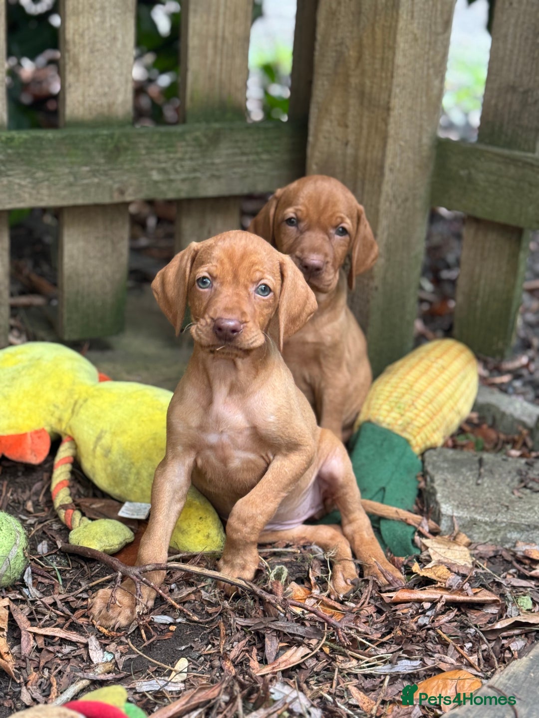 Hungarian Vizsla dogs for sale: PEDIGREE VIZSLA PUPS HIP & ELBOW TESTED PARENTS   - Image 23